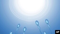 In some men, their sperm cells lack a protective cover and researchers say there’s a high probability they will be destroyed by the female’s immune system, which treats the sperm like a foreign invader.