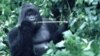 Un gorille des montagnes dans la forêt congolaise, en 1997.