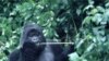 Un vaccin anti-Ebola pour les gorilles et les chimpanzés