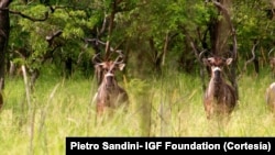 Bois-cavalos, Reserva do Gilé