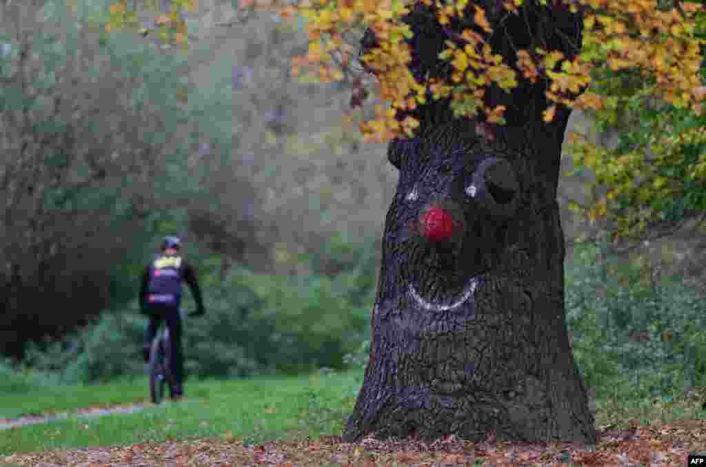 An oak tree is painted with a face in Magdeburg, eastern Germany.