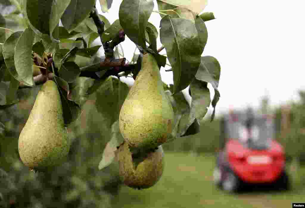 A tree laden with pears is seen during a harvest in an orchard in Hannut, near Liege, Belgium. EU fruit and vegetable growers will get financial aid of up to 125 million euros ($167 million) to help them cope with Russia&#39;s ban on most Western food imports, which has created a glut of produce in peak harvest time.