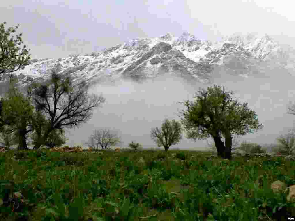 کوه شاهو، کامیاران عکس ارسالی شما