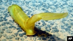 In the Pacific Ocean, a sea cucumber deploys its upright 'sail' to use current energy to transport itself along the sea floor. 