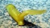 In the Pacific Ocean, a sea cucumber deploys its upright 'sail' to use current energy to transport itself along the sea floor.
