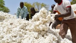 "Désertion" en masse des producteurs togolais de coton 