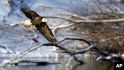 FILE - A bald eagle flies over the Des Moines River near Pella, Iowa, Jan 11, 2009. Bald eagles, which live only in North America, were nearly wiped out over the past century. The Endangered Species Act is credited with a number of high-profile success stories, including the comeback of the American bald eagle.
