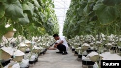 A farmer checks a Japanese muskmelon at Mono Farm in Putrajaya, Malaysia April 8, 2021. Picture taken April 8, 2021. REUTERS/Lim Huey Teng