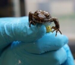 Katak kaki kuning Sierra Nevada (yellow-legged frog). (Facebook/OakZoo)