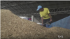 Thai Rice Farmers Hurt by Dropping Prices
