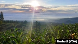 Petani menunggu masa panen tembakau dalam beberapa minggu ke depan. (Foto: VOA/Nurhadi)