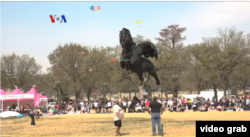 Layang-layang Pegasus hitam diterbangkan oleh peserta kompetisi menerbangkan layang-layang kategori dewasa, di lapangan Monumen Nasional Washington D.C, 30 Maret 2019. (Foto: videograb/VOA)