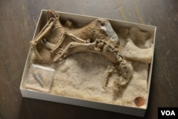 A skeleton of a 30-million-year-old fossil dog, Archaeocyon (“ancient dog”), is seen in the American Museum of Natural History canid collection. The earliest dogs, going back 40 million years in North America, were animals no larger than a Chihuahua or a