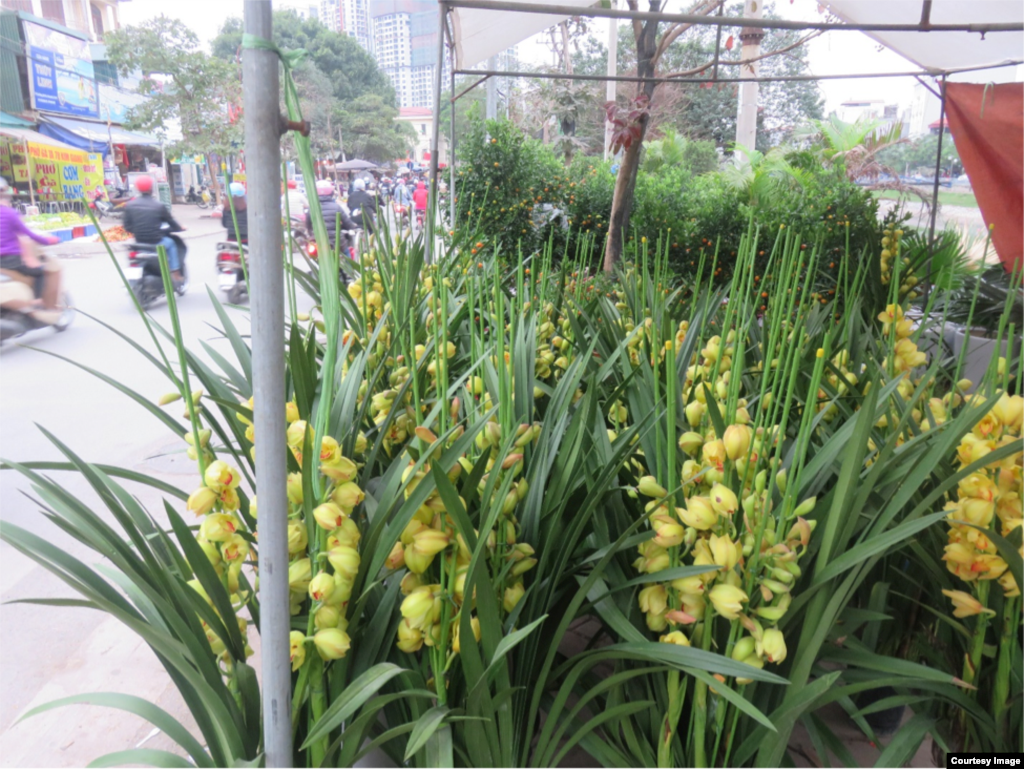 Quất và hoa lan là những loại cây trang trí Tết quen thuộc của người dân Hà Nội. 