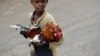 La grippe aviaire continue de menacer la filière de la volaille au Cameroun