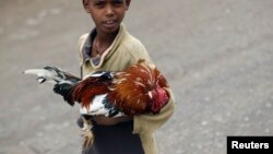 Un enfant tient un poulet dans ses bras à Lalibela le 4 mai 2013. 