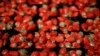 Australia Investigates Strawberries Contaminated with Needles, Pins 