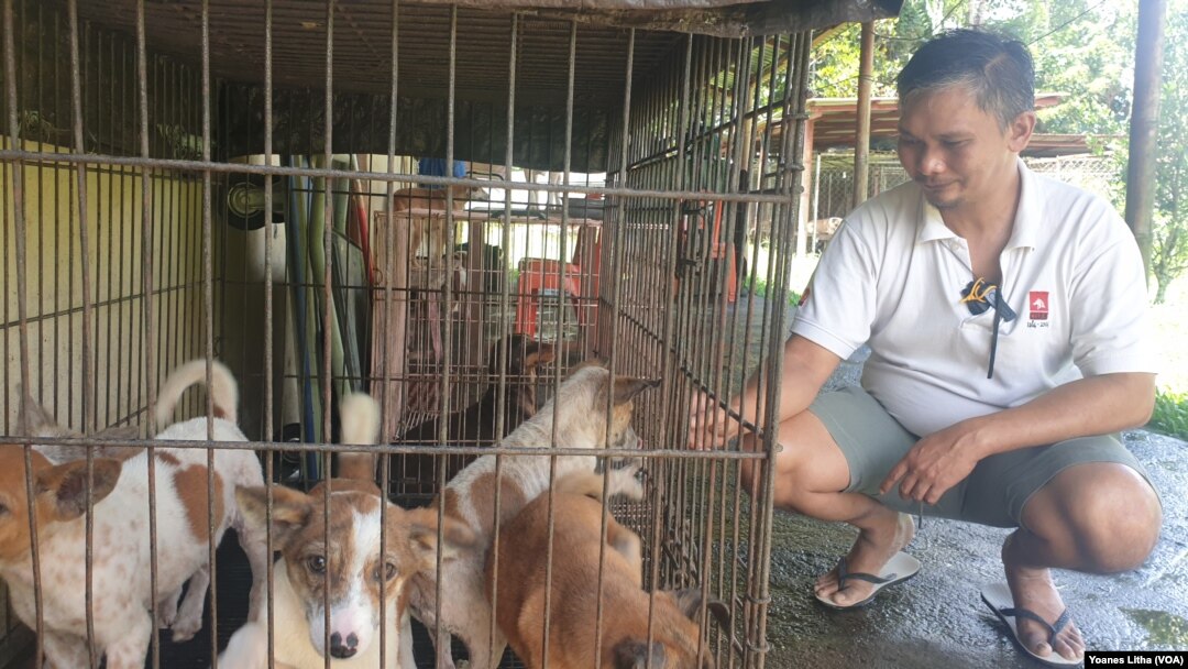Frank Delano Manus, program manager Animal Friends Manado Indonesia (AFMI) memperlihatkan lima ekor anak anjing yang dilahirkan dari induk yang diselamatkan saat hamil dari pasar ekstrem Tomohon, Sulawesi Utara, 11 Maret 2020. (Foto: Yoanes Litha/VOA)