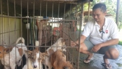 Frank Delano Manus, program manager Animal Friends Manado Indonesia (AFMI) memperlihatkan lima ekor anak anjing yang dilahirkan dari induk yang diselamatkan saat hamil dari pasar ekstrem Tomohon, Sulawesi Utara, 11 Maret 2020. (Foto: Yoanes Litha/VOA)