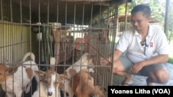 Frank Delano Manus, program manager Animal Friends Manado Indonesia (AFMI) memperlihatkan lima ekor anak anjing yang dilahirkan dari induk yang diselamatkan saat hamil dari pasar ekstrem Tomohon, Sulawesi Utara, 11 Maret 2020. (Foto: Yoanes Litha/VOA)