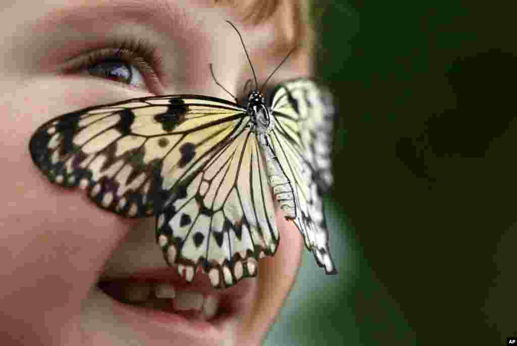 Catherine Barclay looks at photographers as a tropical butterfly rests on her nose during a media call for a butterfly exhibition outside the Natural History Museum in London, England.