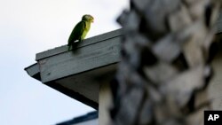 Seekor burung Nuri kepala merah hinggap di sebuah atap rumah di San Diego, California (foto: dok).