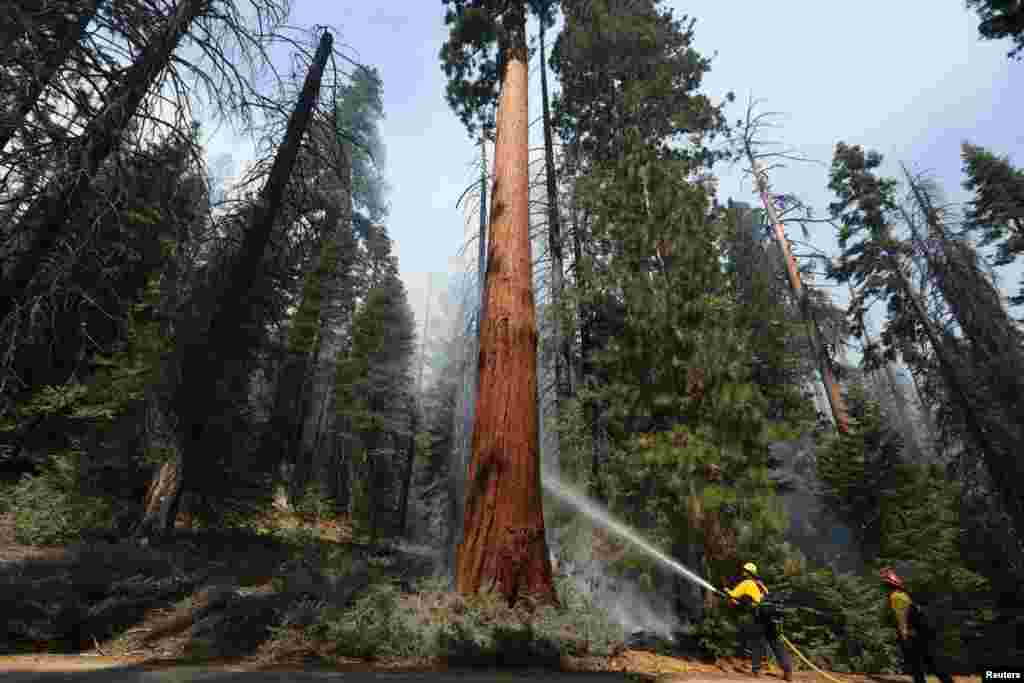 A sequoia is sprayed with water as the Windy Fire burns in the Sequoia National Forest near California Hot Springs, Sept. 21, 2021.