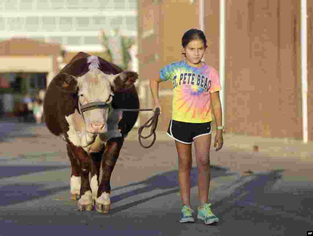دختری گوساله اش را برای شرکت در فستیوال مزارع ایالت ایندیانای آمریکا آماده می کند.