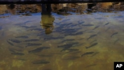 A trout farm project in the state of Potosi, Bolivia, March 28, 2013. With the supply of wild-caught fish dwindling, the U.S. Fish and Wildlife Service is working to develop a fishless feed that carnivores, such as rainbow trout, salmon and tuna, will actually eat. 