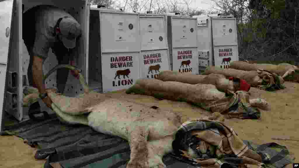 Simon Naylor, Phinda reserve manager, pulls a sedated lion into a travel container in Phinda Private Game Reserve, South Africa, Monday, June 29, 2015, The five female and two male lions are unwitting passengers about to embark on a 30-hour, 2,500-mile (4,000-kilometer) journey by truck and plane from South Africa to Akagera National Park in Rwanda, whose lion population was wiped out following the country’s 1994 genocide. 