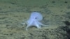 ‘Ghostlike’ and Possibly New Species of Octopus Spotted Off Hawaii
