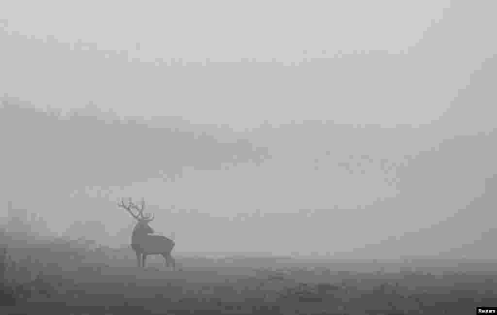 A male deer is seen in a field in Republican landscape reserve Nalibokski, near the village of Kozliki, Belarus.