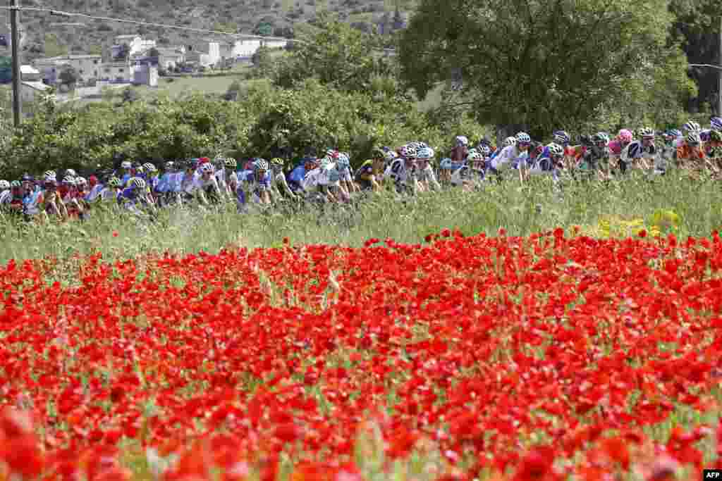 The pack rides past a field of poppies during the 9th stage between Pesco Sannita and the Gran Sasso during the 101st Giro d&#39;Italia, Tour of Italy cycling race.