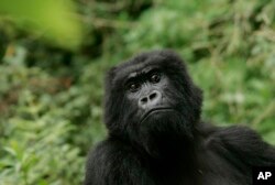 FILE - A gorilla looks on at Volcanoes National Park in Ruhengeri, Rwanda, Nov. 30, 2007. Tourists make treks to Rwanda each year to see the gorillas.