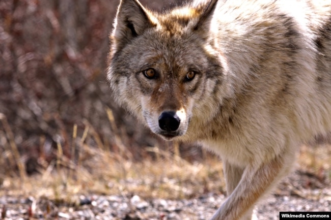 A wolf at Denali National Park