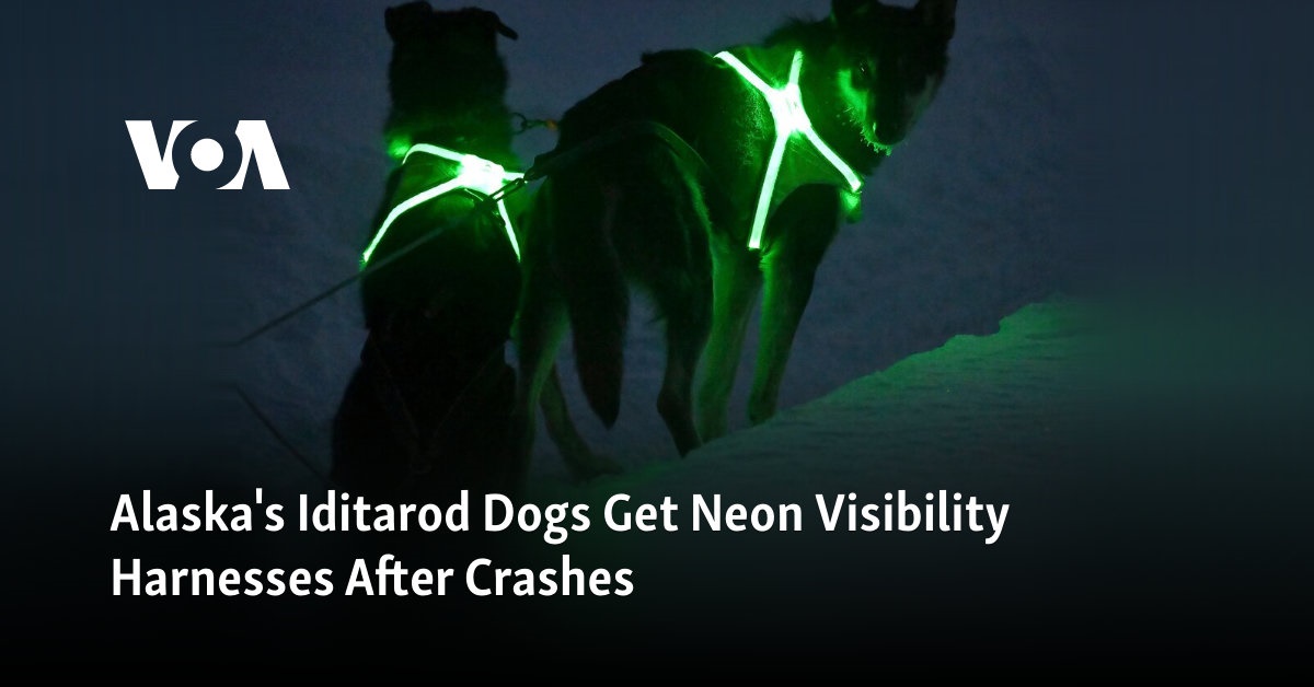 Iditarod-honden uit Alaska krijgen na een crash neon-zichtbaarheidsgordels