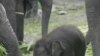 印尼五头珍稀苏门达腊象疑似被人毒死