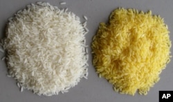 The vitamin A precursor beta carotene gives Golden Rice its color.