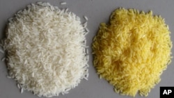 The vitamin A precursor beta carotene gives Golden Rice its color.
