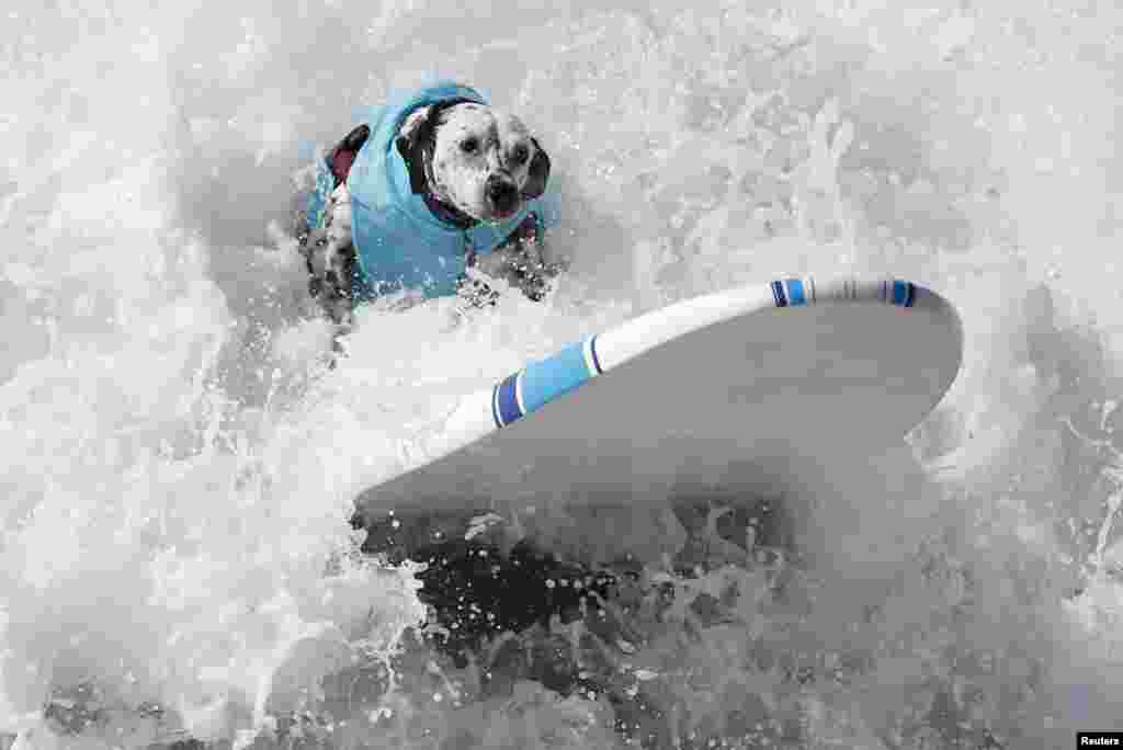 Um cão surfa uma onda no concurso anual de surf para cães, 6ª edição, Huntington Beach, California Set. 28, 2014