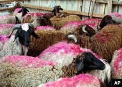 Sheep marked for slaughter during the Festival of Sacrifice, in Cairo, Egypt, November 3, 2011.