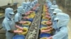 Công nhân chế biến tôm tại hãng Kim Anh ở tỉnh Sóc Trăng (ảnh tư liệu, tháng 1/2004)