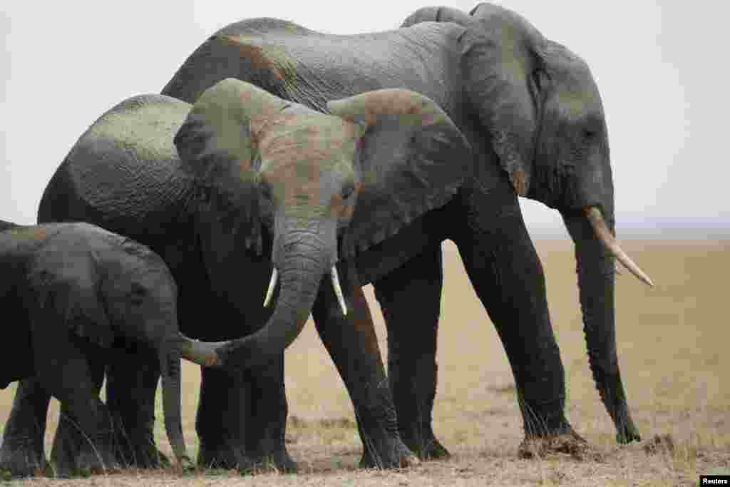 Família de elefantes refrescando-se num parque queniano &nbsp;