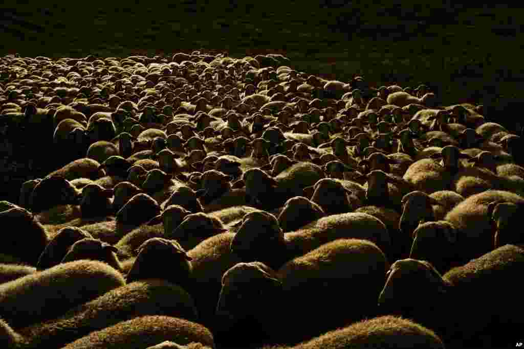 A flock of sheep graze on the land during as sun sets, in Navaz, near to Pamplona, northern Spain, Sept. 16, 2015.