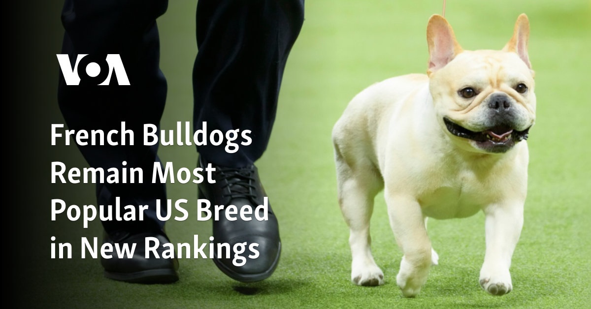 French Bulldogs Remain Most Popular US Breed in New Rankings