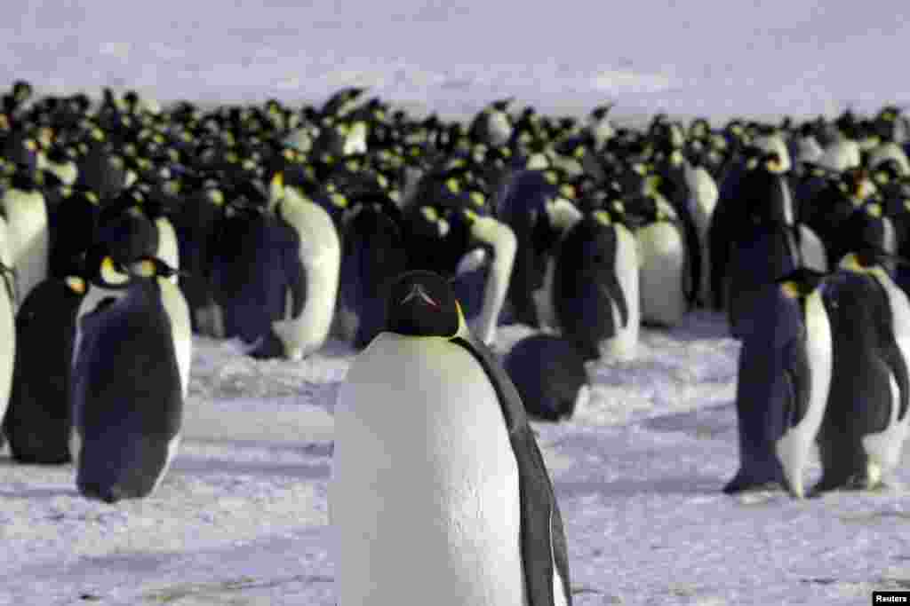 پنگوئن های امپراتور در قطب جنوب. آنها بزرگتر و بلند تر از پنگوئن های عادی هستند.