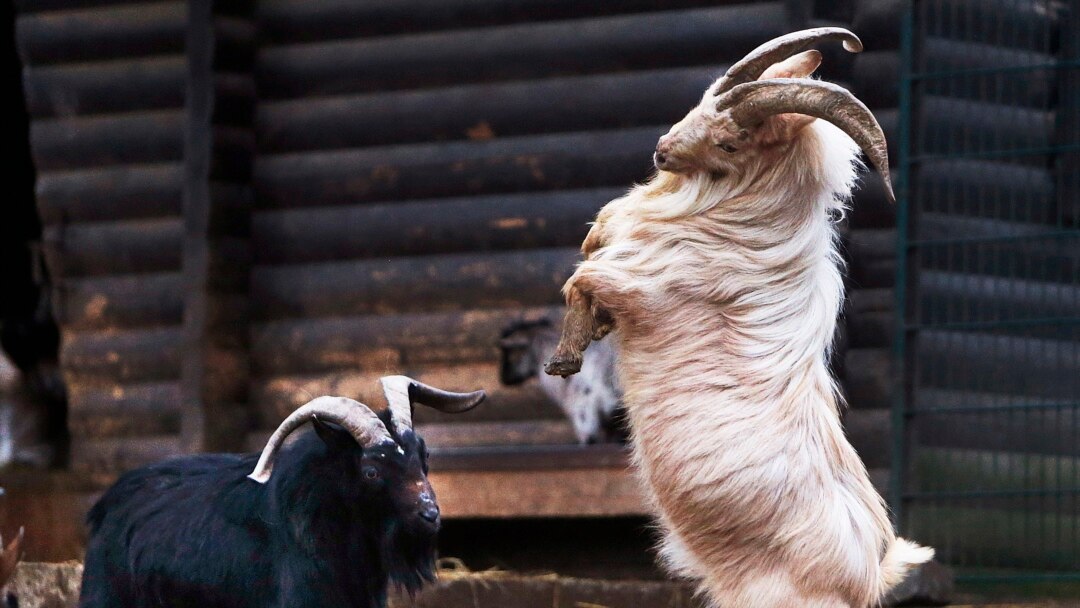 putting a hat on a goat