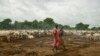 FILE - Cattle keepers walk past their herd at a camp outside the town of Rumbek, South Sudan, July 31, 2017. Cows are used for payments and dowries, which rights groups say helps perpetuate forced marriages, as families see daughters as a source of wealth.