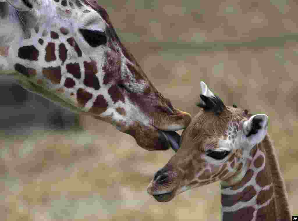 A two-day-old female reticulated giraffe, also known as the Somali giraffe, is licked by her mother Malindi in the indoor enclosure at the Zoo in Duisburg, Germany.