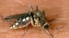 L'épidémie de dengue sévit actuellement au Burkina